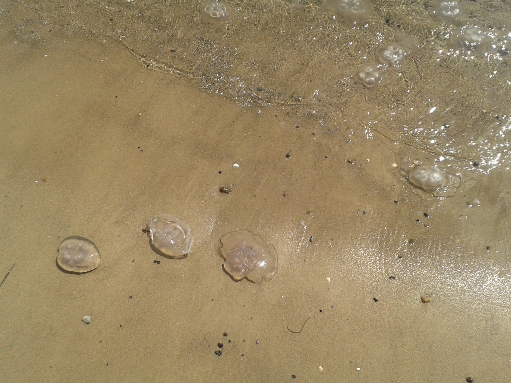 Medusas-da-lua na orla em Grenen, Skagen (Foto: Cristiane Leme)