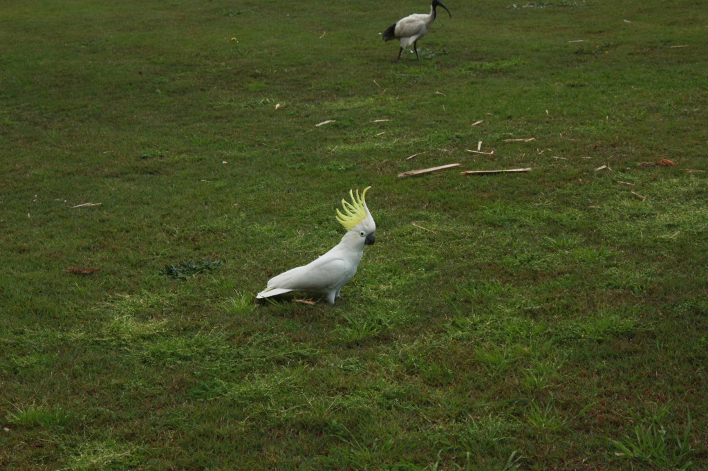 A cockatoo, original da Austrália e parente dos nossos papagaios, vive solta na cidade! Ao fundo a Ibis, ao fundo.