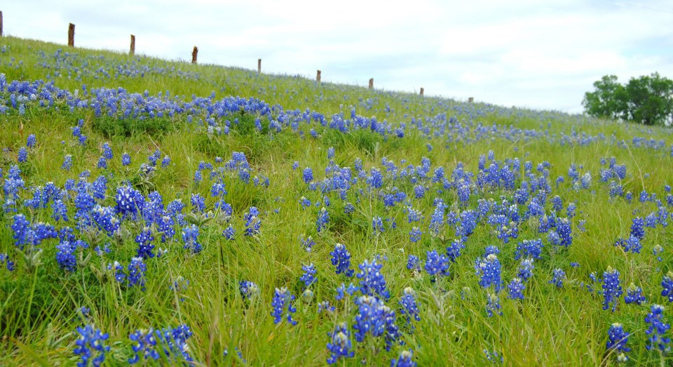 Campo de Bluebonnets by Carolina Gonzalez