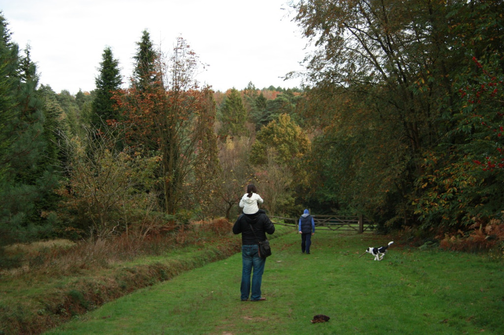 Bedgebury Forest