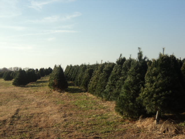 Pinheiros e mais pinheiros de Natal