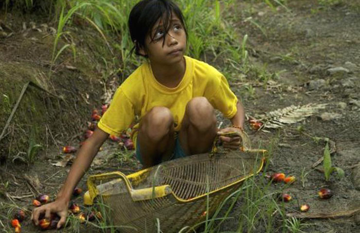 Trabalho infantil na plantação Fonte: http://www.goldmanprize.org/blog/dirty-business-producing-palm-oil-climate-change-toxic-waste-and-child-labor/