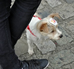Até os cachorros foram apoiar seus donos torcendo pelo Tá (sim, em irish). Foto: Savana Caldas