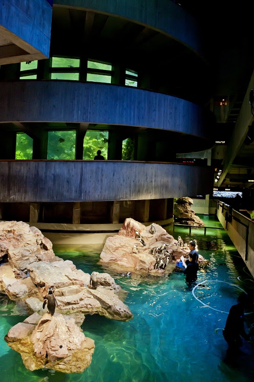 new_england_aquarium_giant_ocean_tank