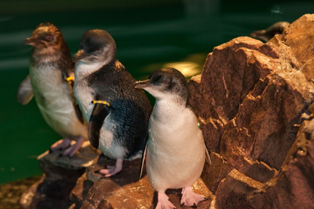 Little blue penguins at the New England Aquarium (Photo: S. Cheng)