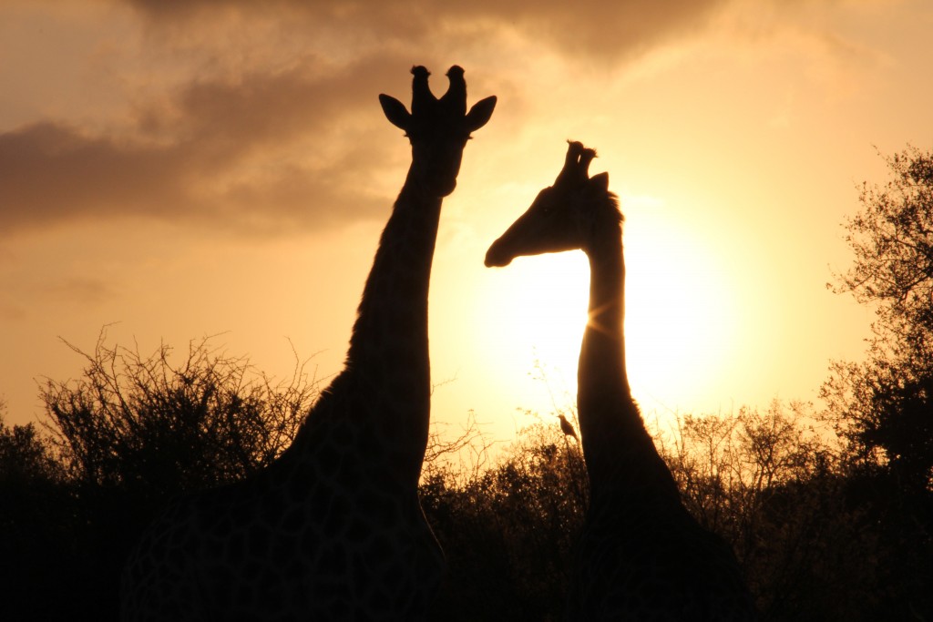 Girafas no Kruger Park (Foto: M.Braga)