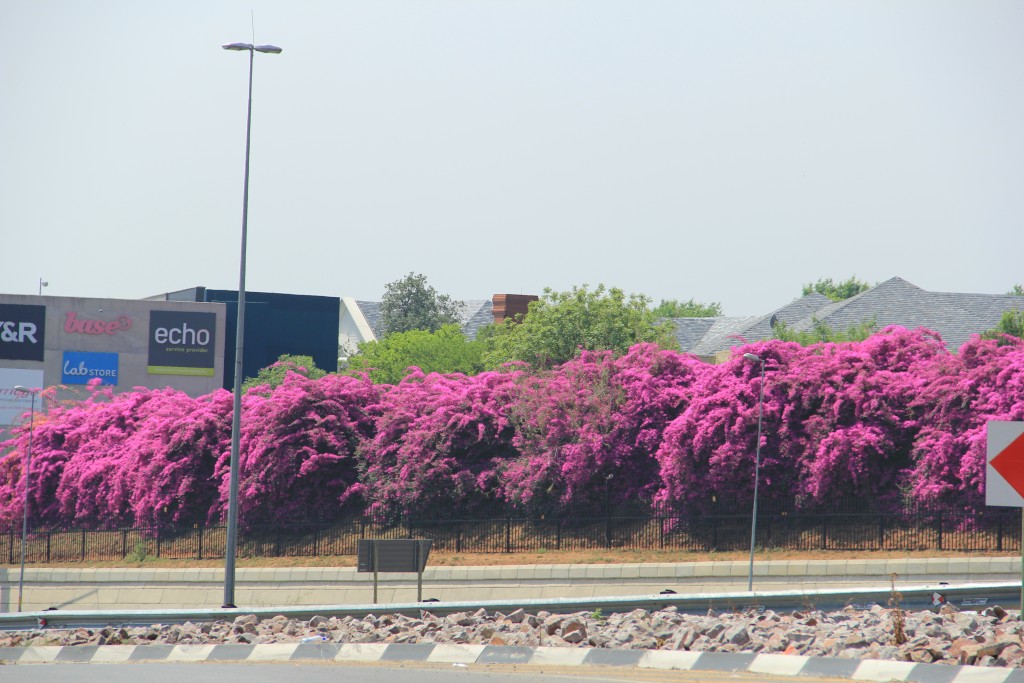 Bouganvilles ao lado do cruzamento William Nicol e N1. (Foto: M. Braga)
