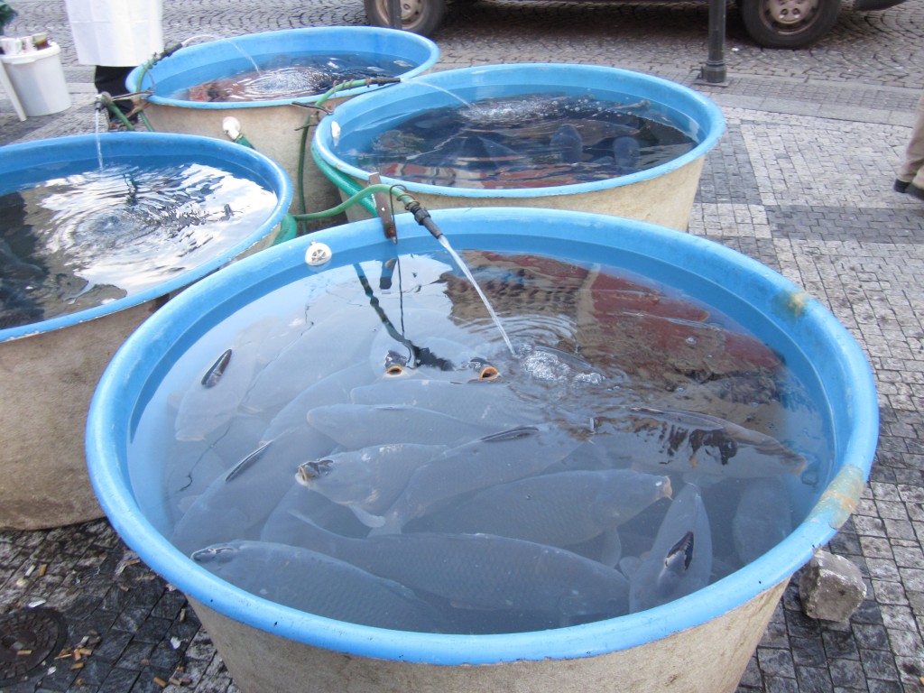 A carpa (peixe tradcional) pronta para ser vendida pelas ruas de Praga.