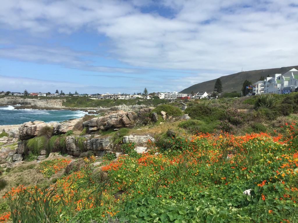 Hermanus (Foto: M. Braga)