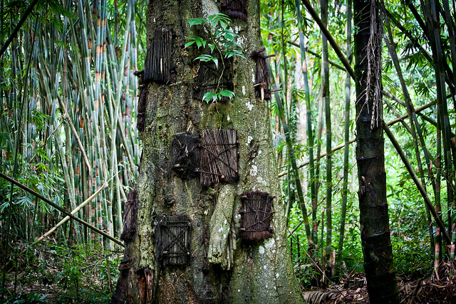 Baby tree_Matt Paish