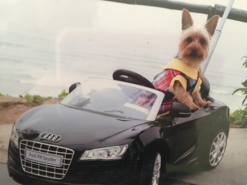 Ozzy em um ensaio fotográfico em um parque de Miraflores.