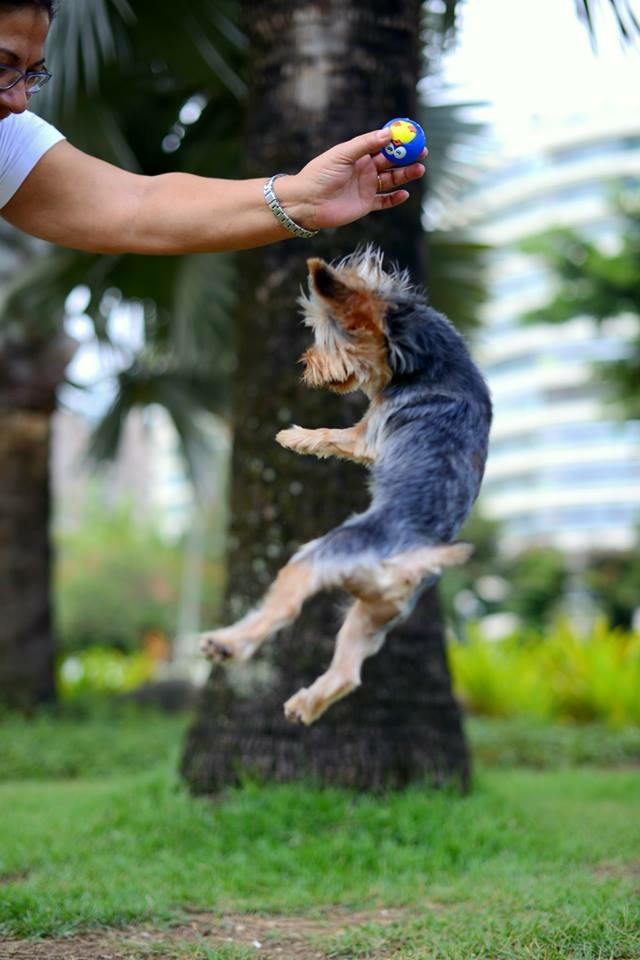 Ozzy em um salto nada mortal.