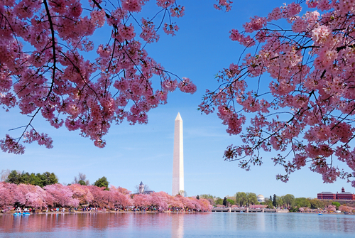 iGuide-Cherry-Blossom-1
