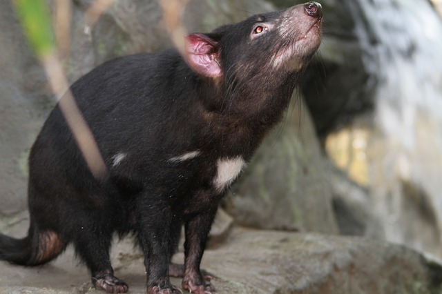 tasmanian-devil-185719_640