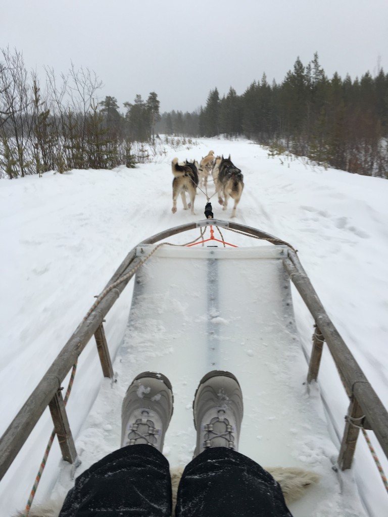 Passeio de trenó puxado por huskies