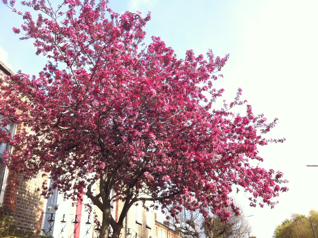 flores-primavera-dublin