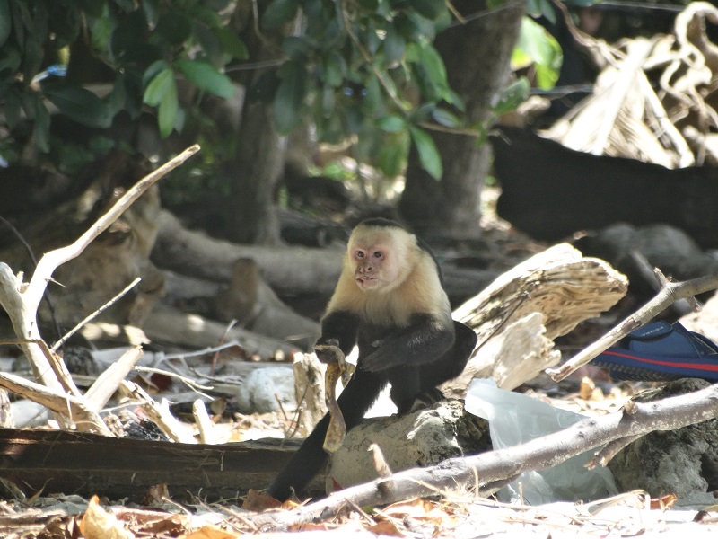 Macaco comendo a banana em Manoel Antônio