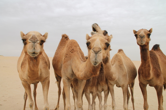 camelos são sempre fofos, adoro!