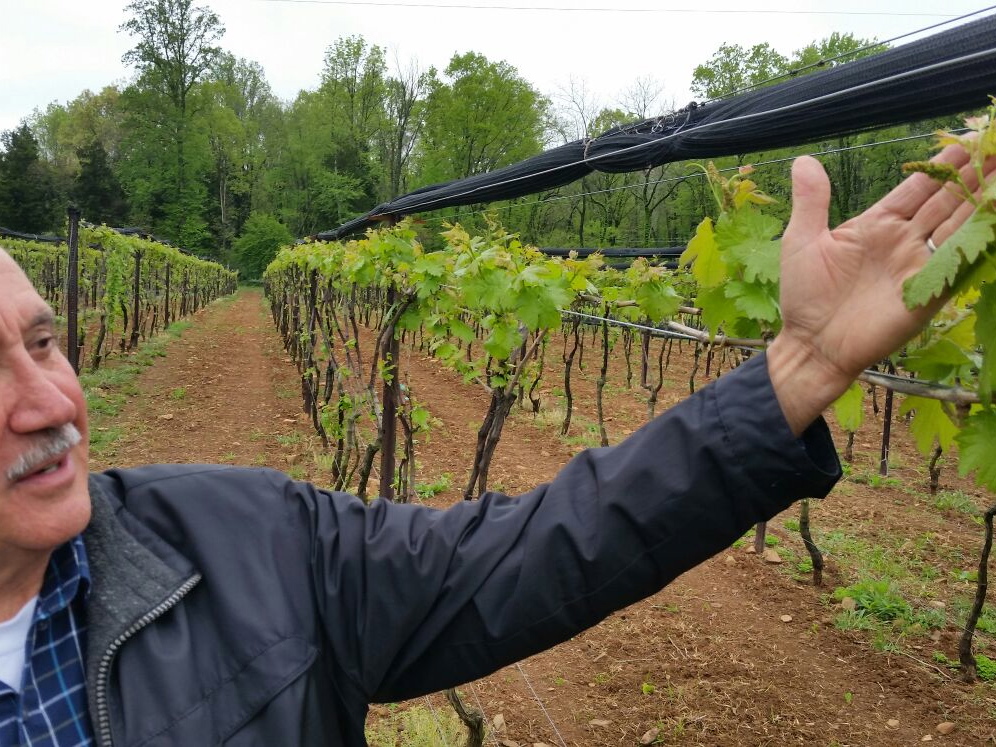 Nelson mostrando com orgulho as belas uvas Carmenère