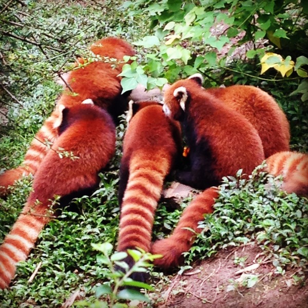 Eu não consegui nenhuma foto de frente dos pandas vermelhos, mas dá para ver que são bem diferentes!