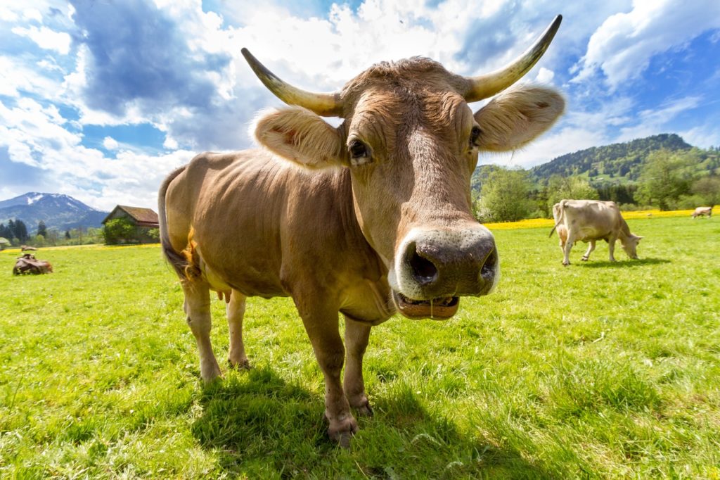 O talento do brasileiro com a carne bovina o trouxe até o interior irlandês. Fonte: Pixabay