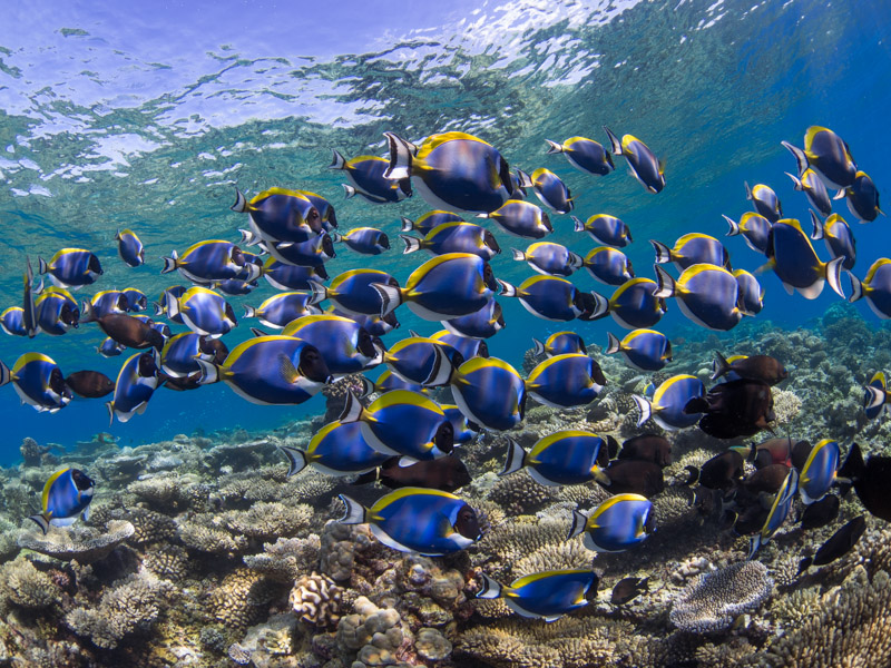 Passeio de snorkel. Foto: Joerg Blessing