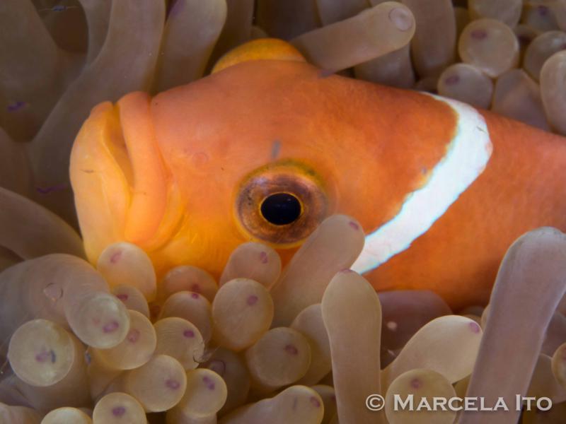 Achei o Nemo! Foto: arquivo pessoal