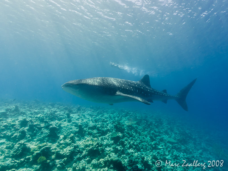 Whaleshark. Foto: Marc Zaalberg