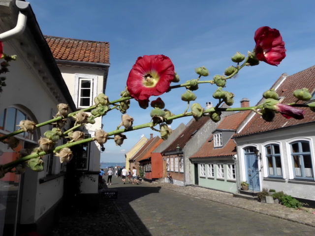 Ipomeias em Æroskøbing