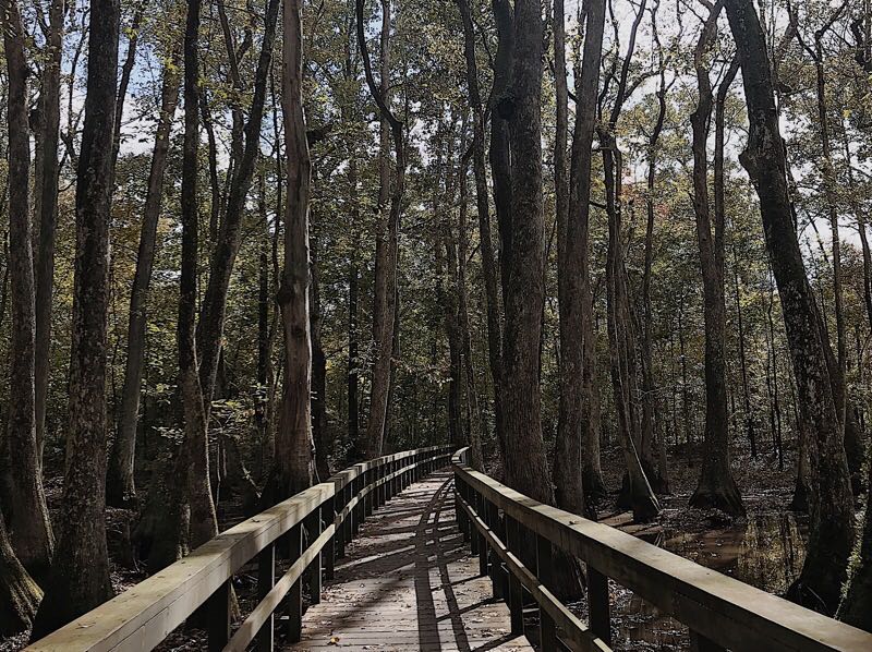 10 pontos turísticos, mississippi, tupelo-bald cypress swamp
