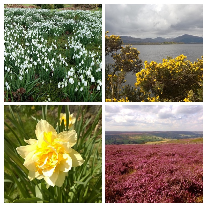 Em cima : Snowdrop e Gorse, em baixo : Daffodil, Heater