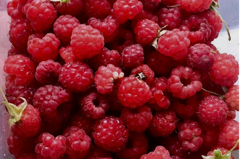 Frutas silvestres, morangos, frutas vermelhas, Finlândia, frutas do bosque, alimentação, saúde,