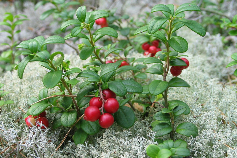 Frutas silvestres, frutas vermelhas, Finlândia, frutas do bosque, alimentação, saúde,