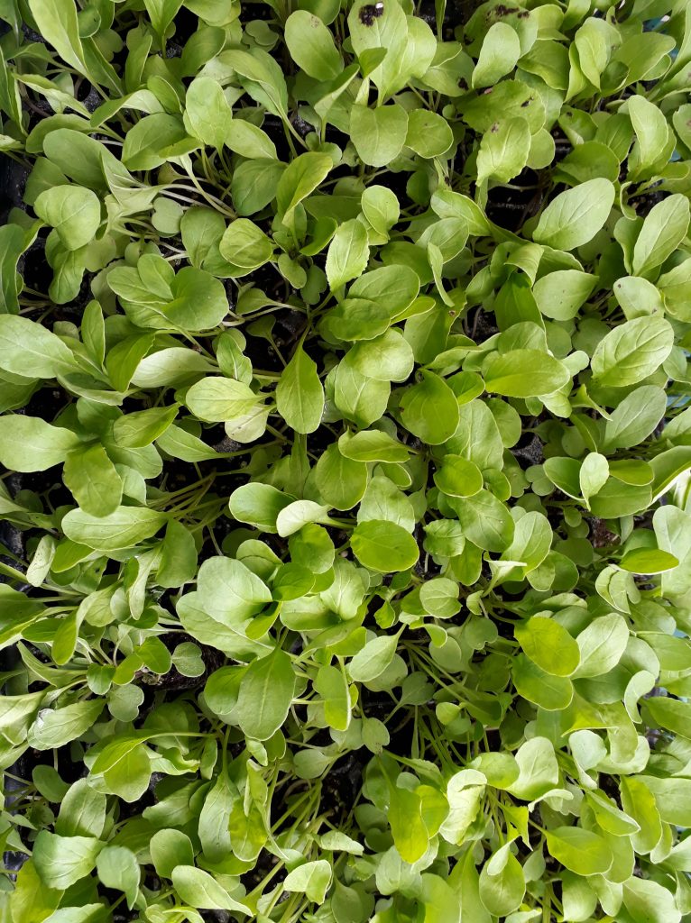 Feiras verdes e mercadinhos na Costa Rica