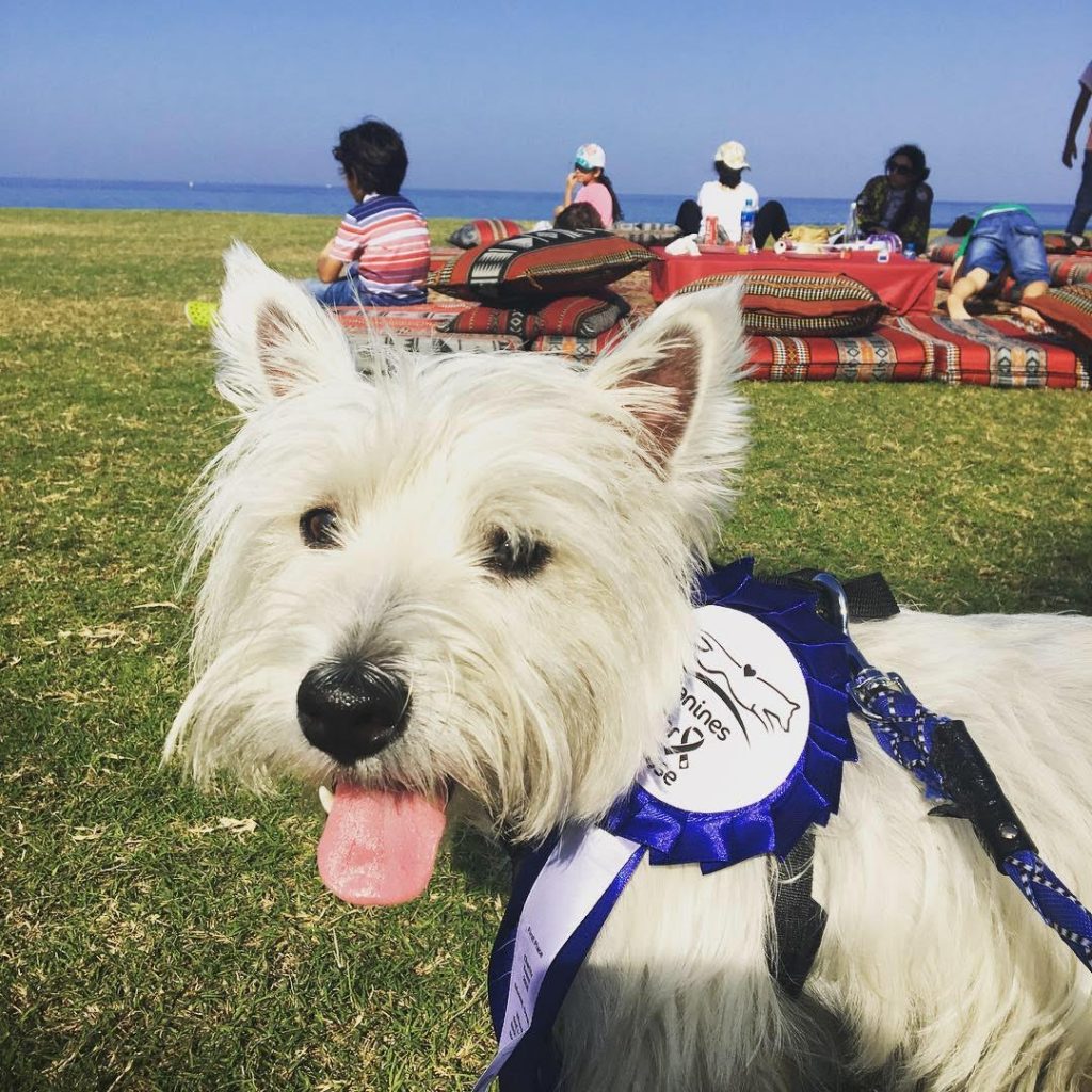 Como levar seu pet para Mascate em Omã