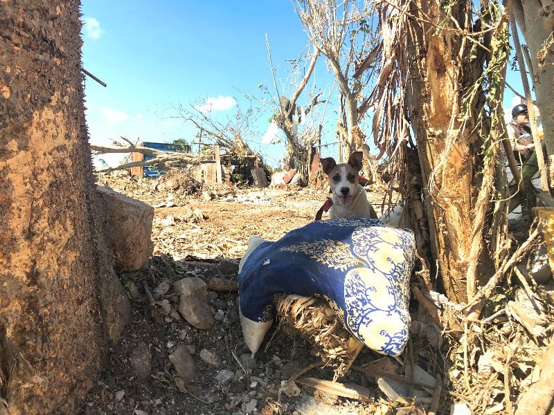 Bairro de Regla, Havana. O que sobrou de árvores e coisas arrastadas pelo tornado. Aqui uma almofada no meio dos escombros que virou cama desse cachorrinho. Arquivo pessoal 03 fev 2019.