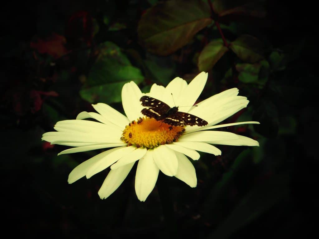 Tchau 2020, bem-vindo 2021